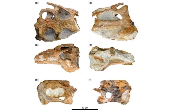 Родственник из прошлого: как анализ останков древней рептилии изменил представление об эволюции крокодилов